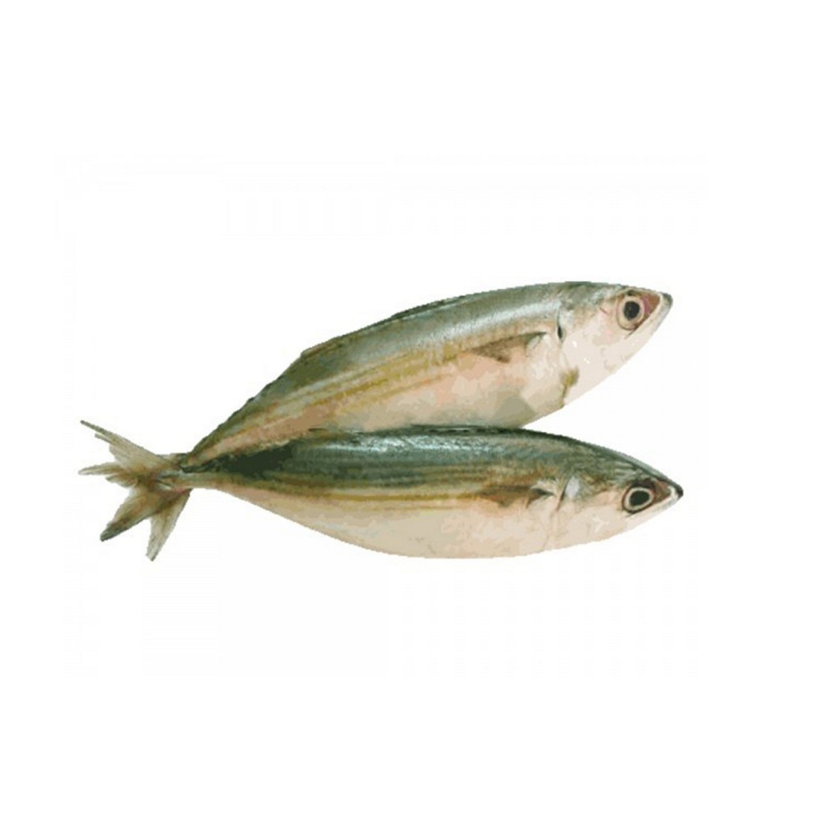 fresh mackerel fish 1kg