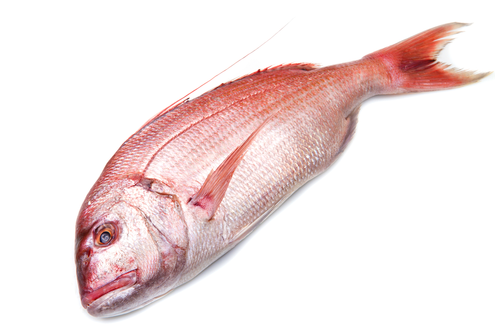 Fresh Dentex Red Fish 1kg