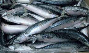Fresh horse mackerel fish 1kg