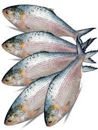 Fresh Frozen Hilsa Fish 500-800g     1kg ooh